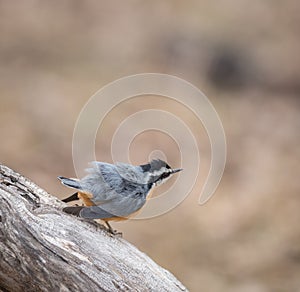 Red-breasted Nuthatch - Excited - Buffed Up