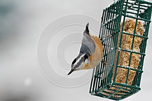 Red-breasted Nuthatch On A Feeder