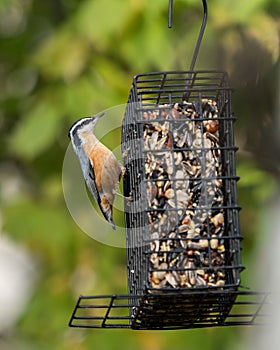 Red-breasted Nuthatch at a Feeder photo