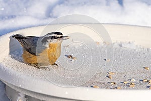 Red-breasted Nuthatch at the Feeder photo