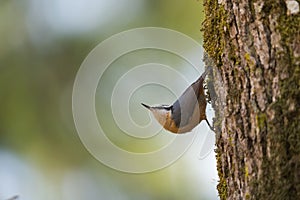 Red breasted nuthatch feeding in forest