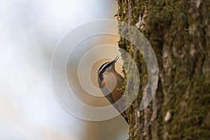 Red breasted nuthatch feeding in forest