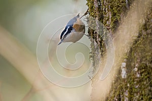 Red breasted nuthatch feeding in forest