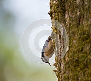 Red breasted nuthatch feeding in forest