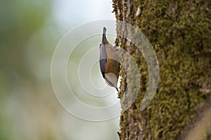 Red breasted nuthatch feeding in forest