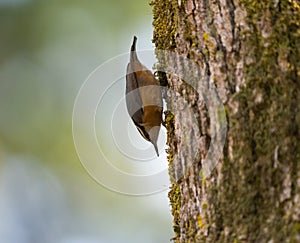 Red breasted nuthatch feeding in forest