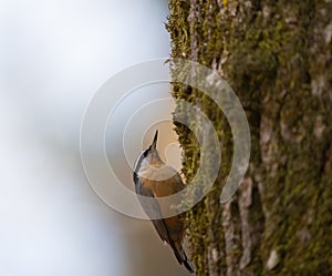 Red breasted nuthatch feeding in forest