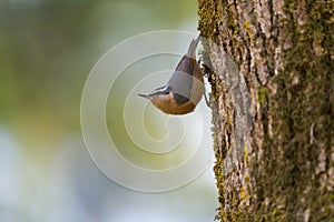 Red breasted nuthatch feeding in forest