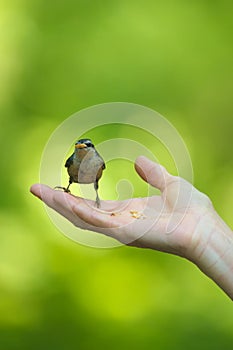 Red breasted nuthatch feeding nuts from people's hand