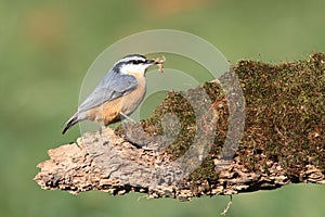 Red-breasted Nuthatch On A Log