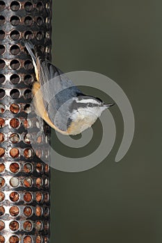 Red-breasted Nuthatch at a Peanut Feeder