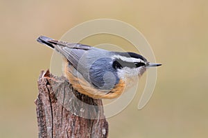 Red-breasted Nuthatch On A Perch