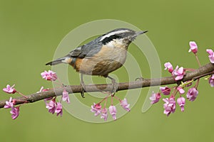 Red-breasted Nuthatch On A Perch