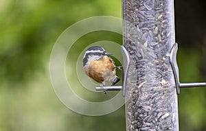 Red-breasted Nuthatch Perched on a Backyard Bird Feeder #2