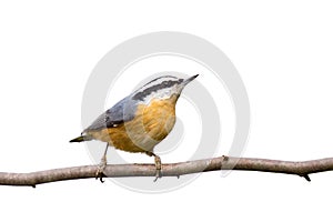 Red-breasted nuthatch perched on a branch