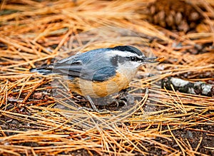 Red-breasted Nuthatch in the Pine Needles