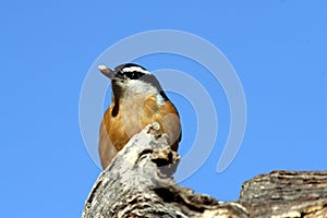 Red-breasted nuthatch with seed