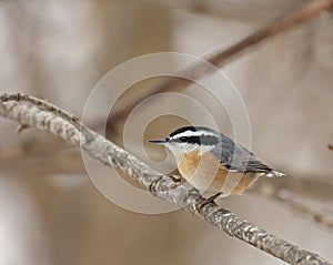 Red-breasted Nuthatch (Sitta canadensis)