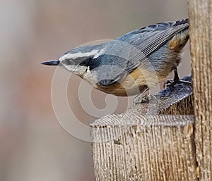 Red-Breasted Nuthatch Or Sitta Canadensis