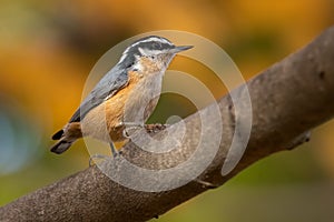 Red-breasted Nuthatch - Sitta canadensis