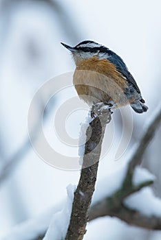 Red-breasted Nuthatch - Sitta canadensis