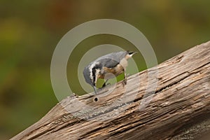 Red-breasted Nuthatch ( Sitta canadensis ) on log