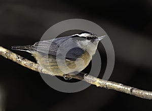 Red-breasted Nuthatch in Alaska Portrait photo