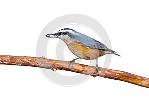 Red-breasted Nuthatch and a Sunflower Seed