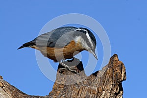 Red-breasted nuthatch on tree