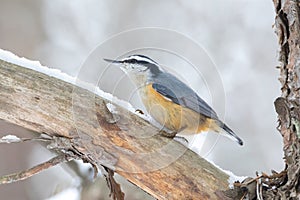 Red-breasted Nuthatch on tree limb with snow in winter