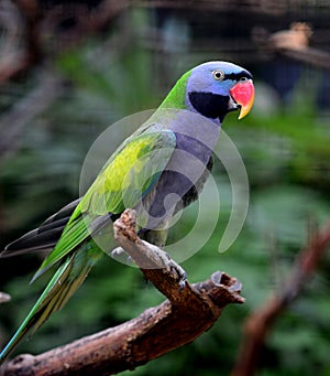 Red-breasted Parakeet