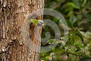 Red-breasted Parakeet - Psittacula alexandri green colourful parakeet,  alternative name is the moustached parakeet, scientific photo