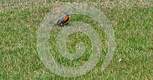 Red breasted robin on green grass