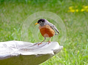 Red breasted Robin standing on white bird bath.