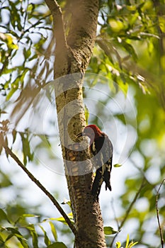 Red-breasted sapsucker