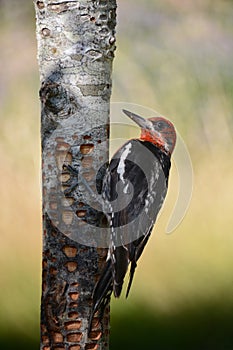 Red-breasted Sapsucker perched on a tree trunk with freshly drilled sap wells