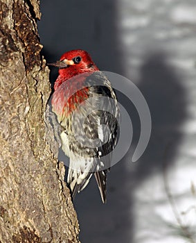 Red-Breasted Sapsucker Woodpecker