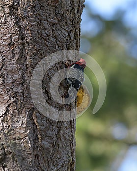 Red-breasted Sapsucker working in a tree
