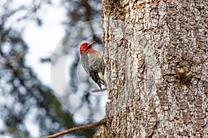 Red breasted Sapsuckers