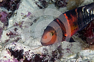 Red-breasted splendour wrasse in de Red Sea. photo