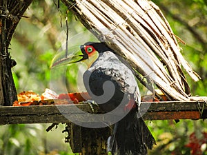 Red-breasted toucan