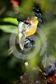 Red breasted toucan
