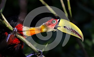 Red Breasted Toucan in the Mata Atlantica, Brazil photo