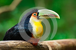 Red-breasted Toucan Portrait