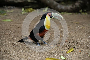 Red-breasted toucan, Ramphastos dicolorus