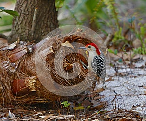 Red breasted woodpecker