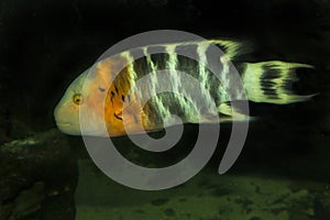 The Red-breasted wrasse Cheilinus fasciatus.