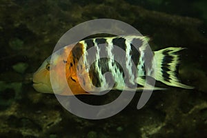 The  Red-breasted wrasse Cheilinus fasciatus.