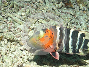 Red Breasted Wrasse Cheilinus fasciatus