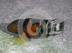 A Red Breasted Wrasse Cheilinus fasciatus in the Red Sea